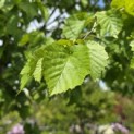 Corylus colurna - Foto 2