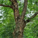 Betula nigra - Afbeelding 2