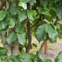 Parrotia persica 'Vanessa' - Foto 5