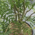 Sorbus 'Dodong' - Foto 2