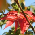 Sorbus 'Dodong' - 3