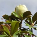 Magnolia grandiflora 'Galissonnière' - 5