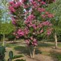 Lagerstroemia indica 'Rosea' - 1