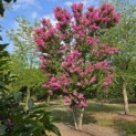 Lagerstroemia indica 'Rosea' - 2