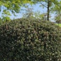 Ilex meserveae 'Blue Angel' - Foto 2