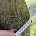 Carpinus betulus - 2