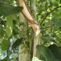 Betula utilis 'Jacquemontii' (Doorenbos) - 3
