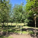Betula utilis 'Jacquemontii' (Doorenbos) - 2