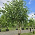 Betula nigra - 6