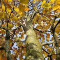 Fagus sylvatica 'Riversii' - 2