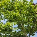 Ginkgo biloba - 2