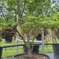 Acer palmatum 'Osakazuki' - Foto 2