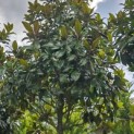 Magnolia grandiflora 'Galissonnière' - 2