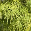 Acer palmatum 'Dissectum' - Foto 4