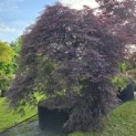 Acer palmatum 'Inaba Shidare' - 2