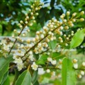 Prunus Lusitanica angustifolia - Afbeelding 8