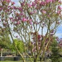 Magnolia 'Susan' - 1