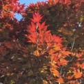 Acer palmatum 'Bloodgood' - 2