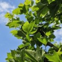 Platanus x hispanica - 1