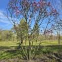 Magnolia 'Betty' - 1