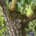 Pyrus c. 'Conference' - 1