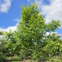 Juglans regia - Foto 2