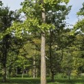 Ginkgo biloba - Foto 1