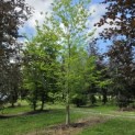 Castanea Sativa - 1