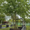 Tilia x europaea 'Pallida' - Foto 5