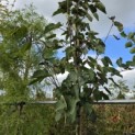 Davidia involucrata - 1