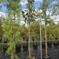 Davidia involucrata - 2