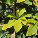 Magnolia tripetala - 2