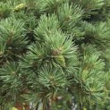 Pinus sylvestris 'Watereri' - 2