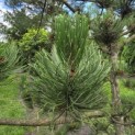 Pinus nigra Oregon Green - 3