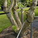 Heptacodium miconioides - Foto 4