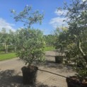 Malus domestica 'Starking Delicious' - 1