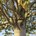 Prunus Lusitanica angustifolia - 1