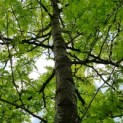 Gleditsia triacanthos 'Sunburst' - Afbeelding 2