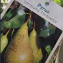 Pyrus c. 'Conference' - 2