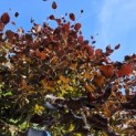 Fagus sylvatica 'Atropunicea' - Foto 2