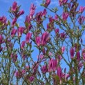 Magnolia 'Susan' - 2
