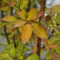 Lagerstroemia indica 'Benoit' - 1