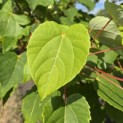 Idesia Polycarpa - 3