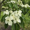 Cornus kousa 'China Girl' - Foto 7