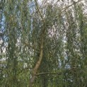 Salix x sepulcralis 'Chrysocoma' - Foto 2