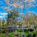 Amelanchier lamarckii - 1