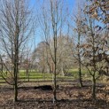 Carpinus betulus - 1
