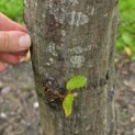 Carpinus betulus - Foto 3