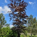 Fagus sylvatica 'Atropunicea' - Foto 5