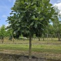 Quercus pontica - 1